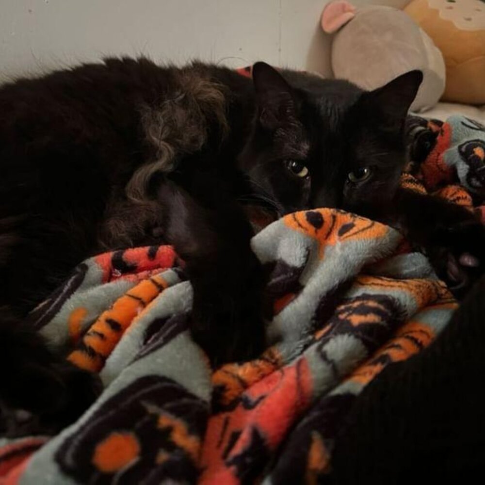 Meet your Posher, Anna